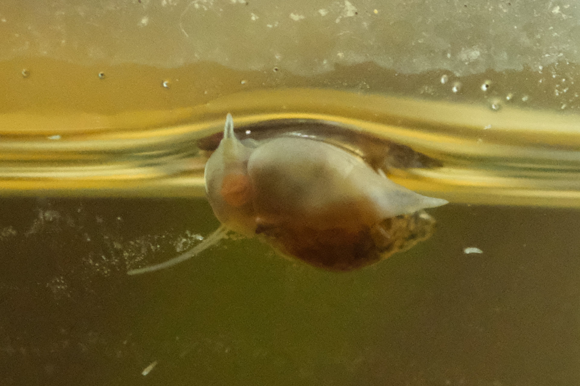 Schnecki kriecht am Glas entlang, direkt unter der Wasseroberfläche. Man kann sehr gut erkennen, dass ihre Mundwerkzeuge eifrig arbeiten: links geöffnet, im rechten Bild geschlossen.