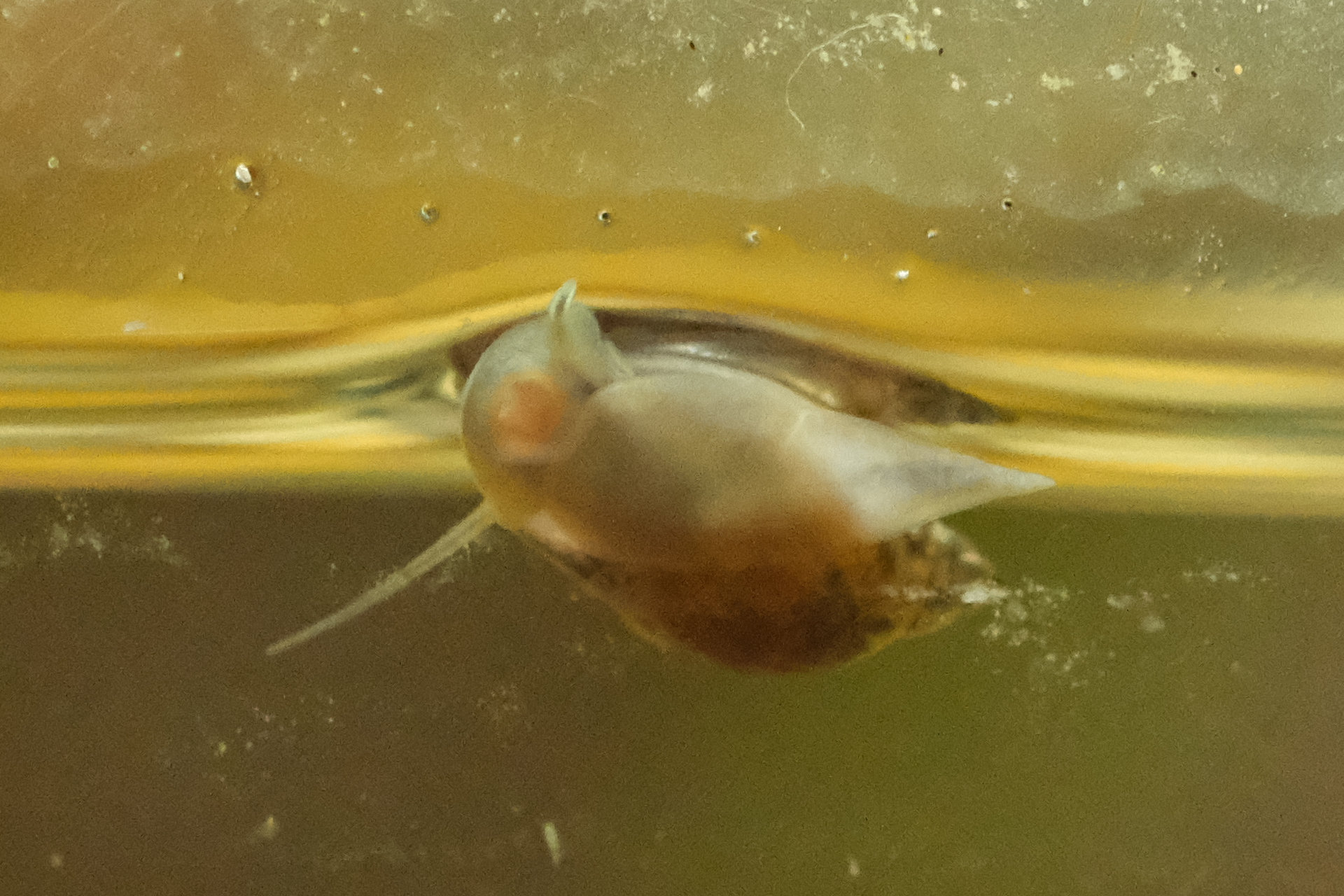 Schnecki kriecht am Glas entlang, direkt unter der Wasseroberfläche. Man kann sehr gut erkennen, dass ihre Mundwerkzeuge eifrig arbeiten: links geöffnet, im rechten Bild geschlossen.