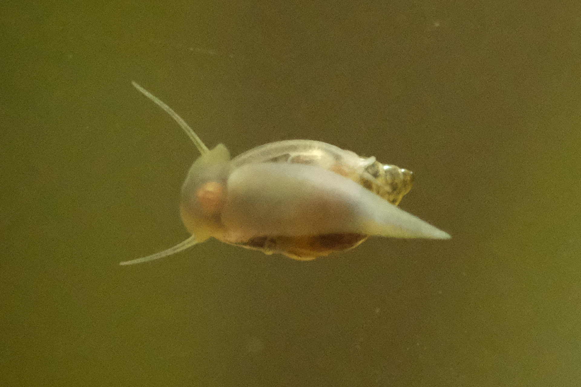 Und weiter geht die Fresstour unter Wasser. 