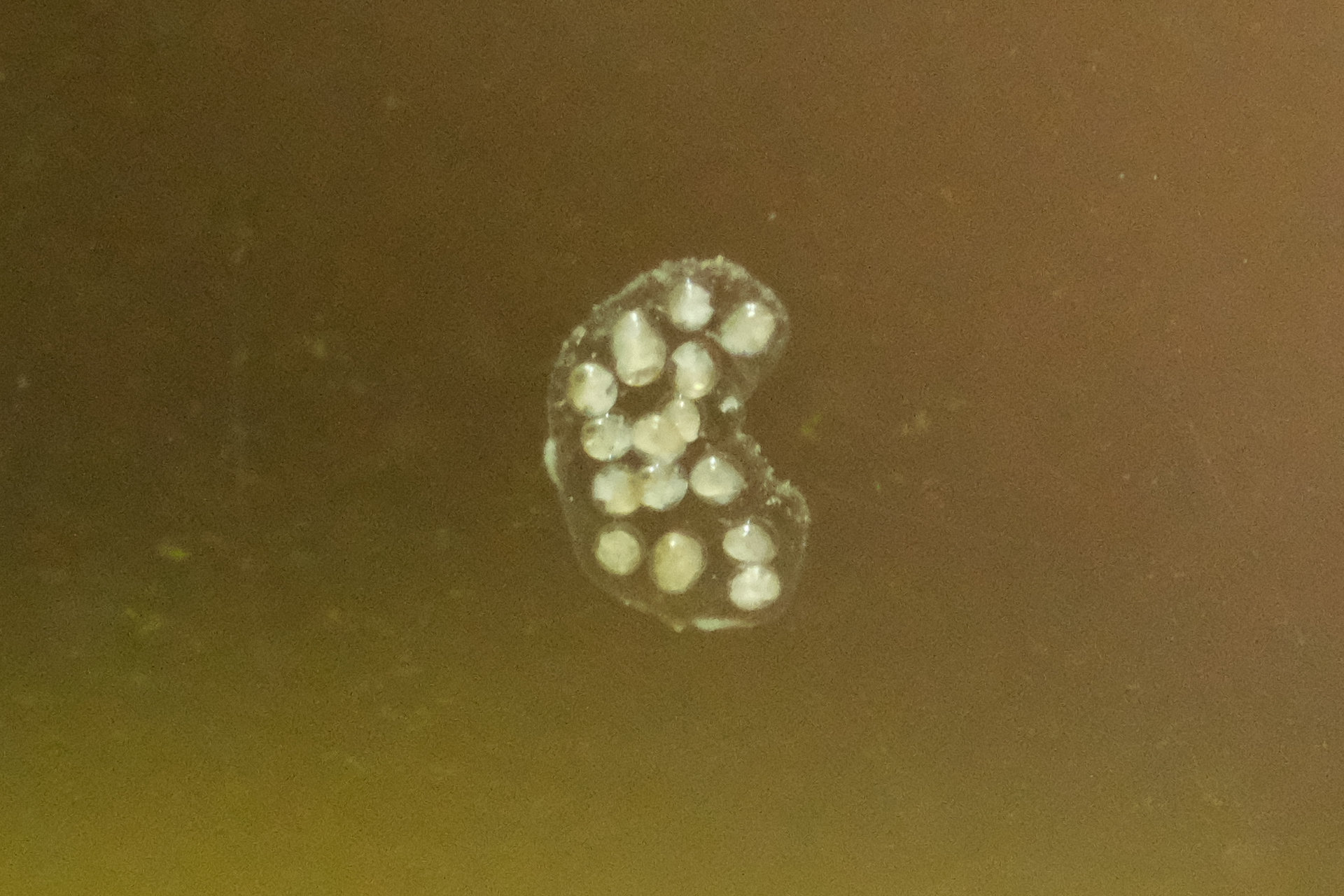 Und man sieht: Schnecki fühlt sich sichtlich wohl, denn sie hat sich schon an die Vermehrung gemacht und an mehreren Stellen ihre Eier abgelegt.  