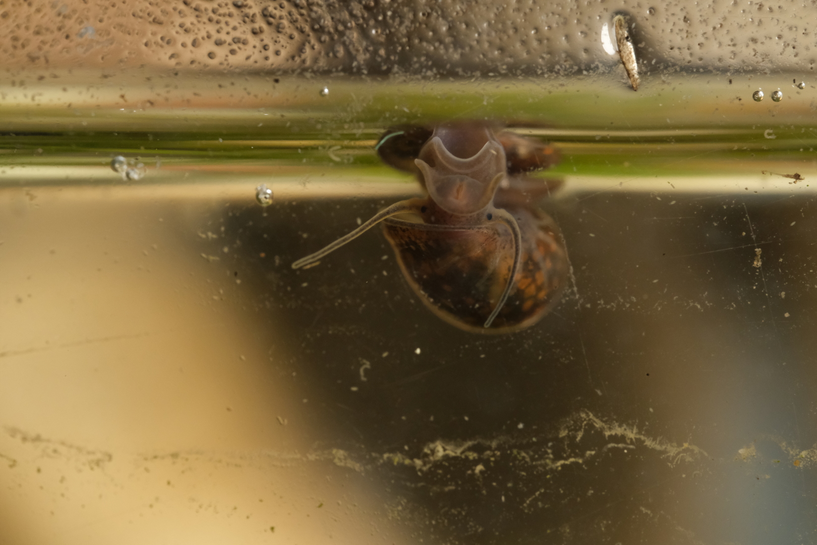 Nochmal Schnecki, das von der Wasseroberfl&auml;che an die Glasscheibe kriecht. Inzwischen bin ich ziemlich sicher, dass es sich um Physella acuta, die Spitze Blasenschnecke, handelt.