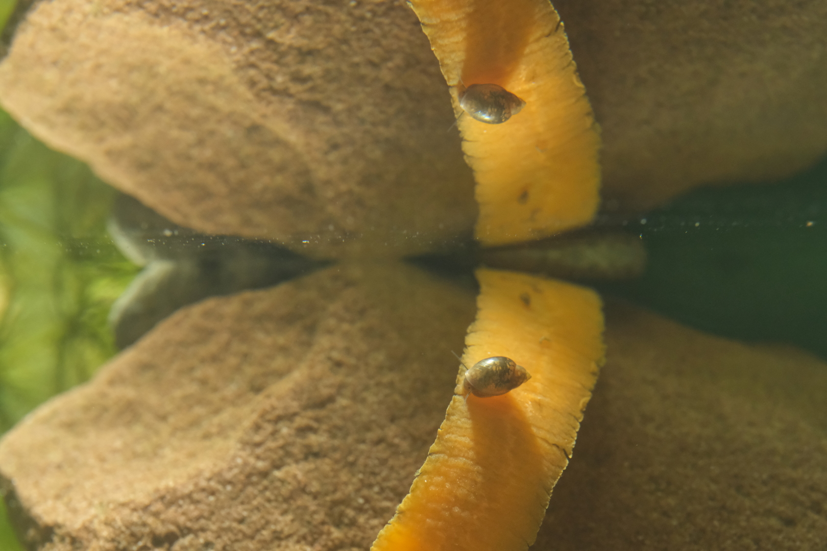 Schneckis lieben Gem&uuml;se. Kohlrabi-Schale, Scheiben vom Broccoli-Strunk, Eisbergsalat, und hier ein St&uuml;ck M&ouml;hrenschale. Die ist ganz frisch - bald wird nicht mehr viel davon &uuml;brig sein.Spiegelung an der Wasseroberfl&auml;che.