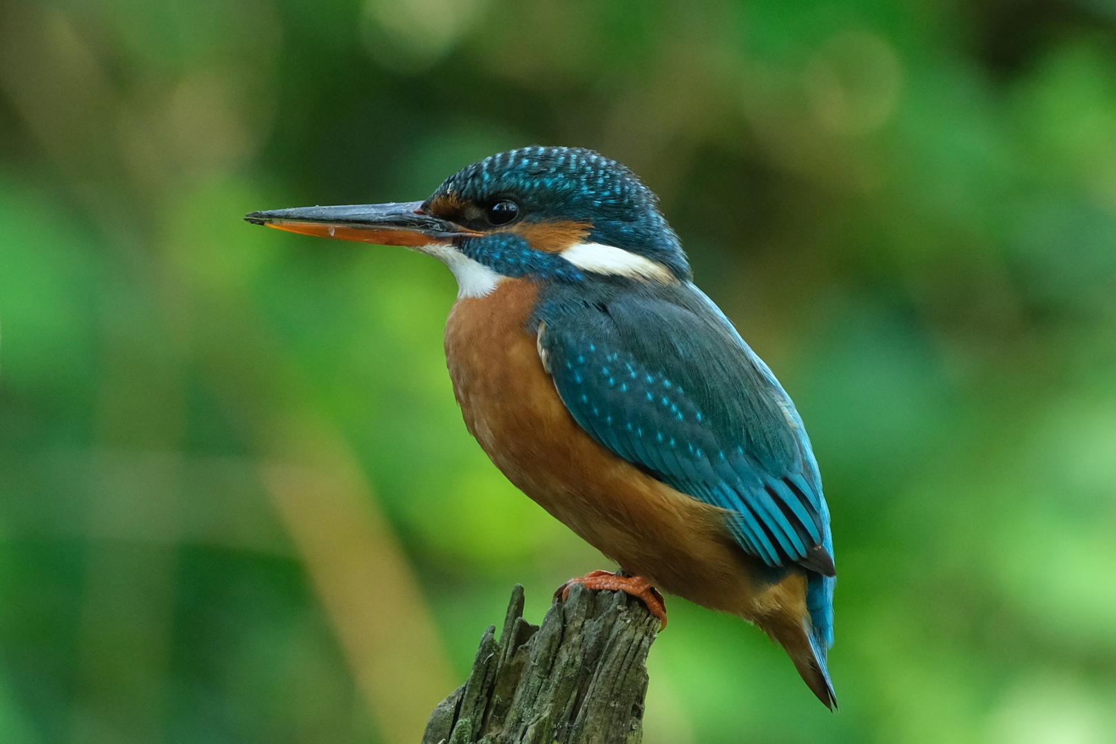 Eisvogel-M&auml;nnchen, erkennbar an der orangefarbenen Schnabelunterseite.