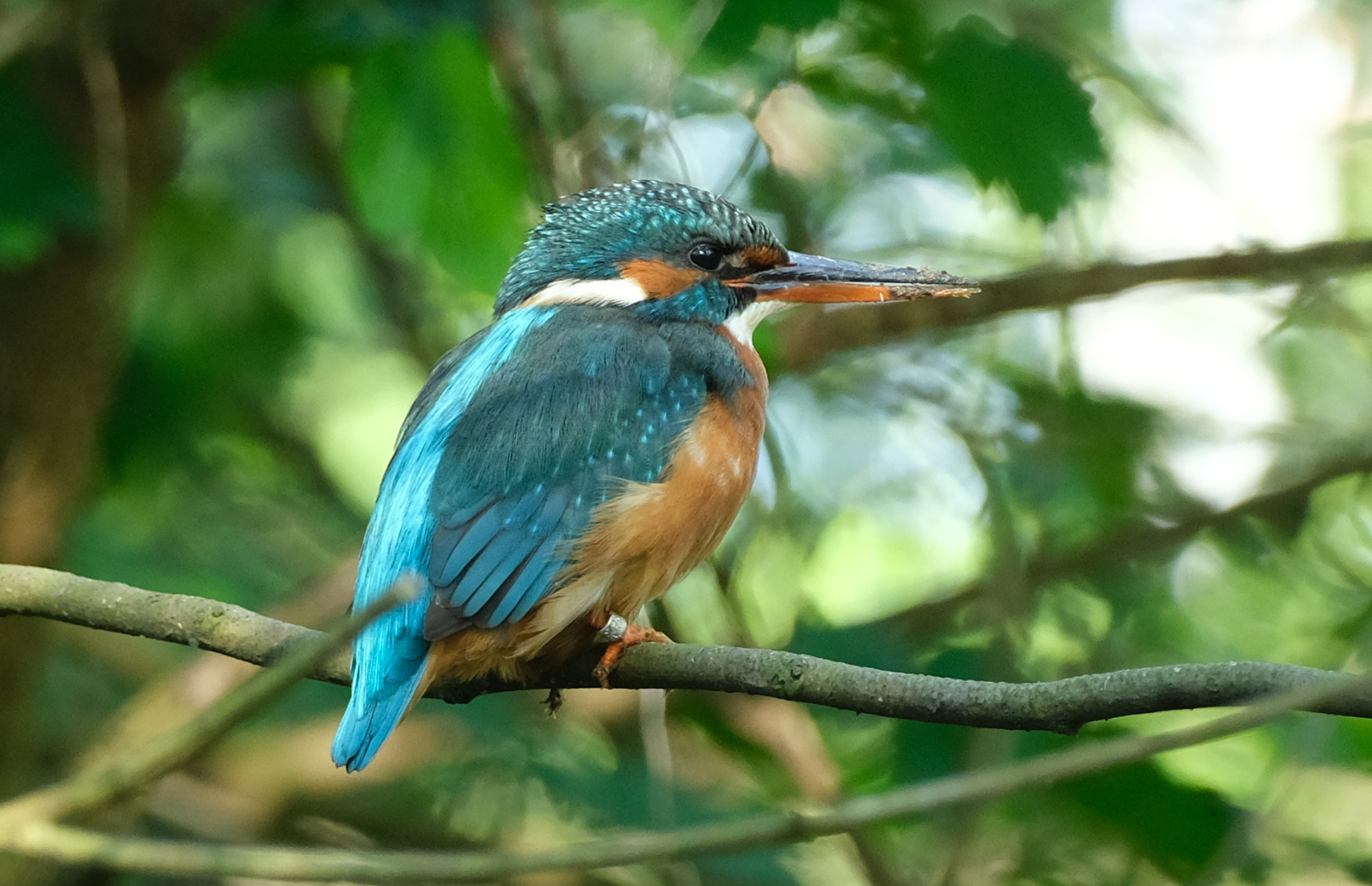 Er hat wohl gerade an der Bruth&ouml;hle gebaut und deswegen so einen schlammverschmierten Schnabel.
