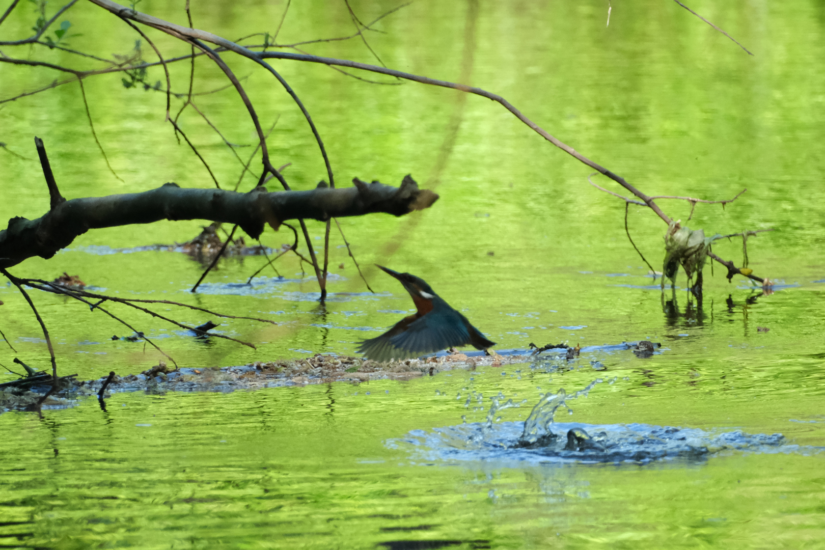 Frau Eisvogel erhebt sich aus dem Bade...