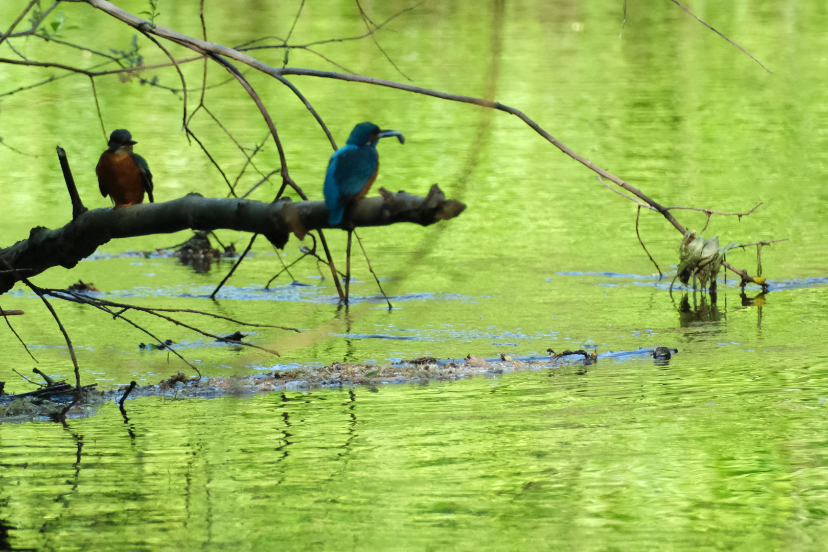 Herr Eisvogel ist schon vorbereitet und hat einen Fisch dabei.