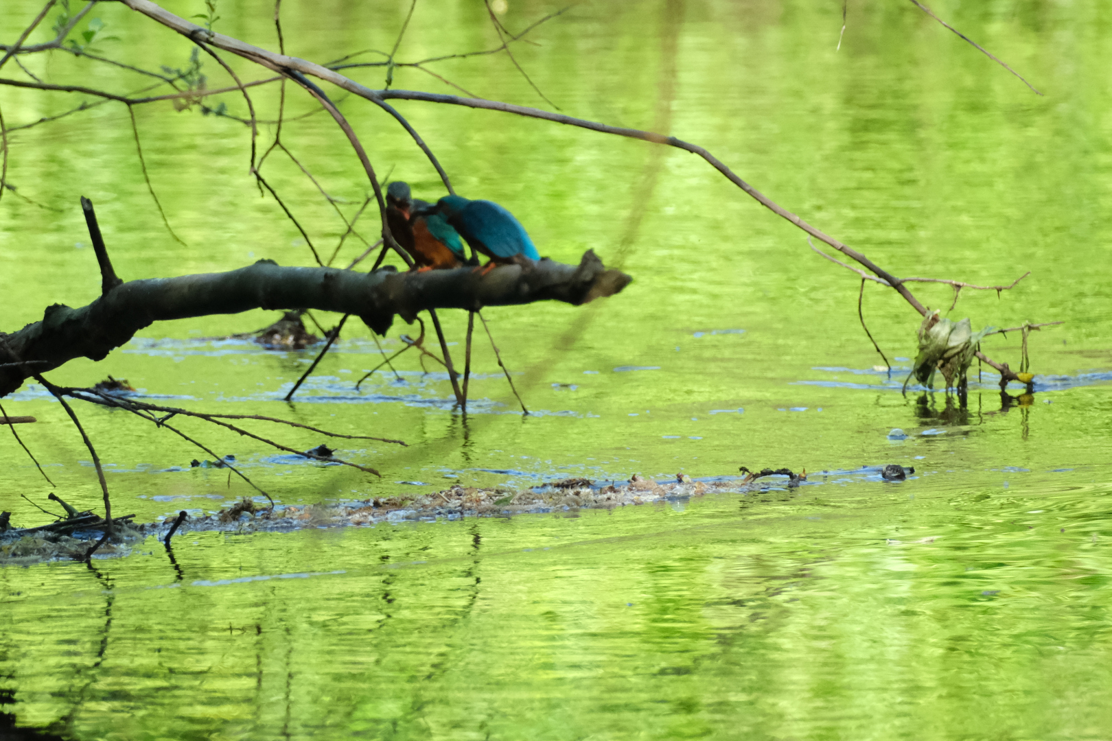 Fisch&uuml;bergabe...