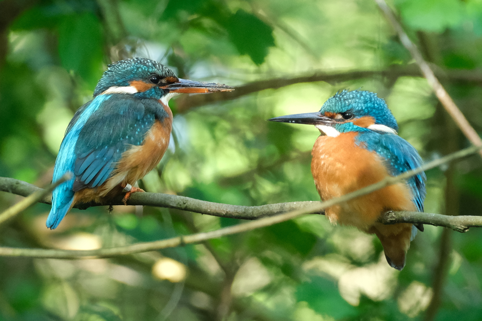 Und es schau&rsquo;n sich freundlich an Eisvogel-Frau und Eisvogel-Mann. Die Weibchen haben einen dunkelgrauen Unterschnabel. Diesen Bild ist zusammengesetzt aus zwei einzelnen Fotos.