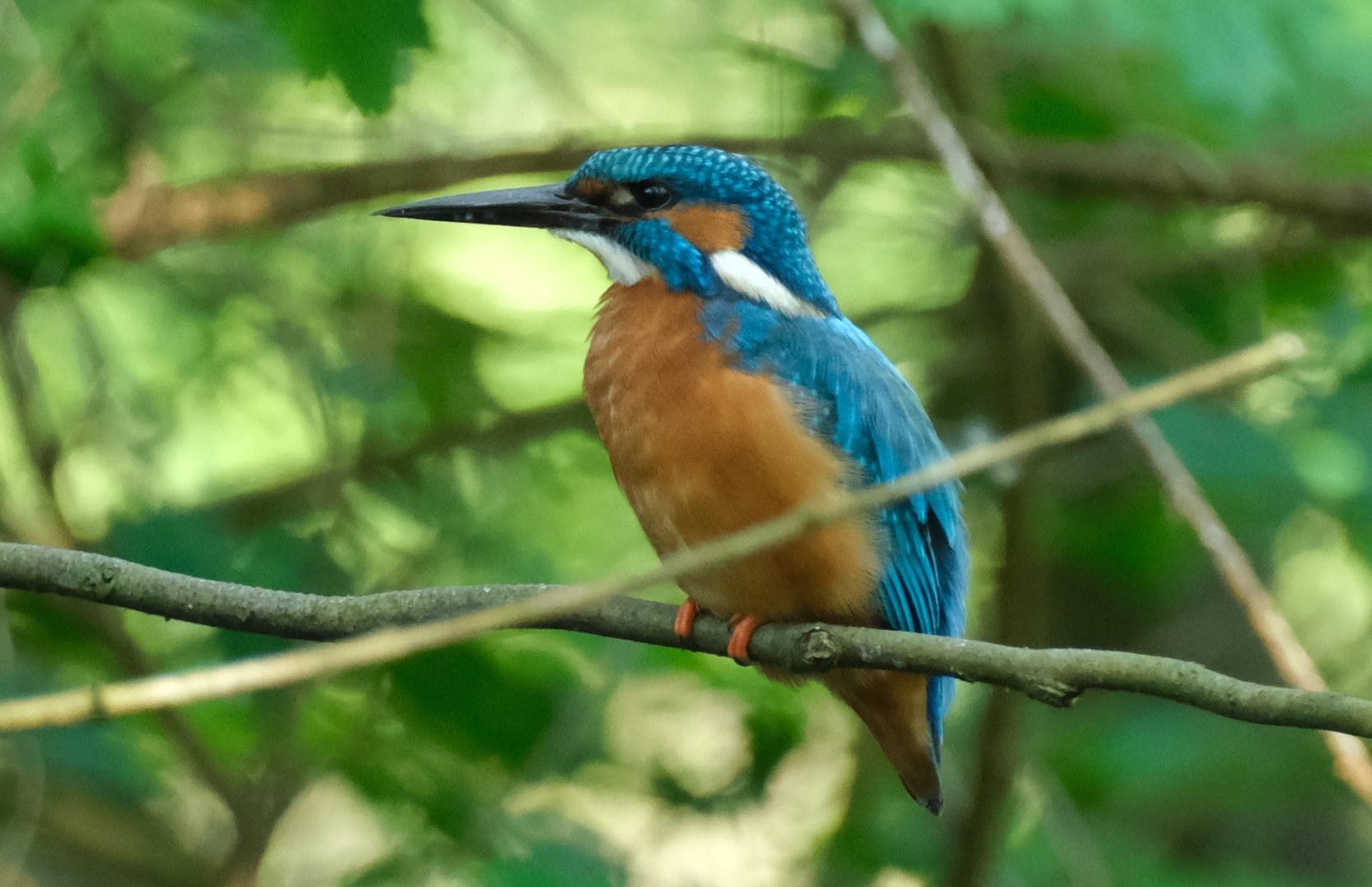 Ja wo bleibt denn der n&auml;chste Fisch?