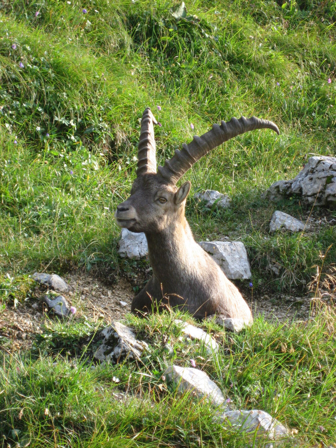 Steinbock
