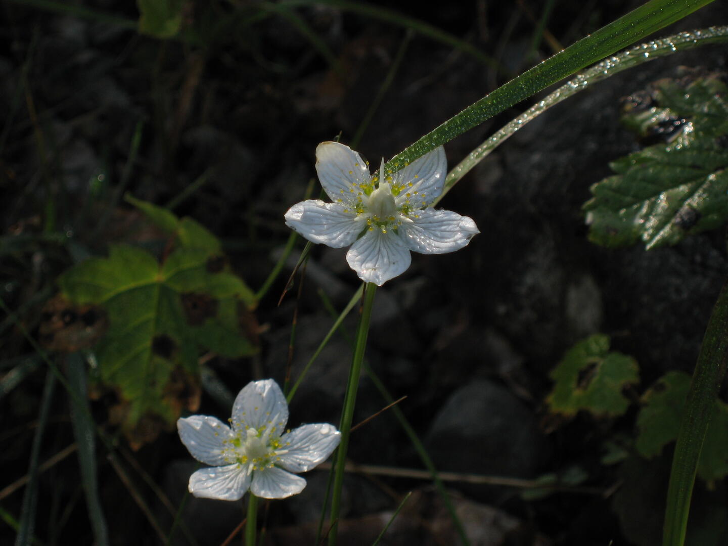 Blümchen im Johannestal.