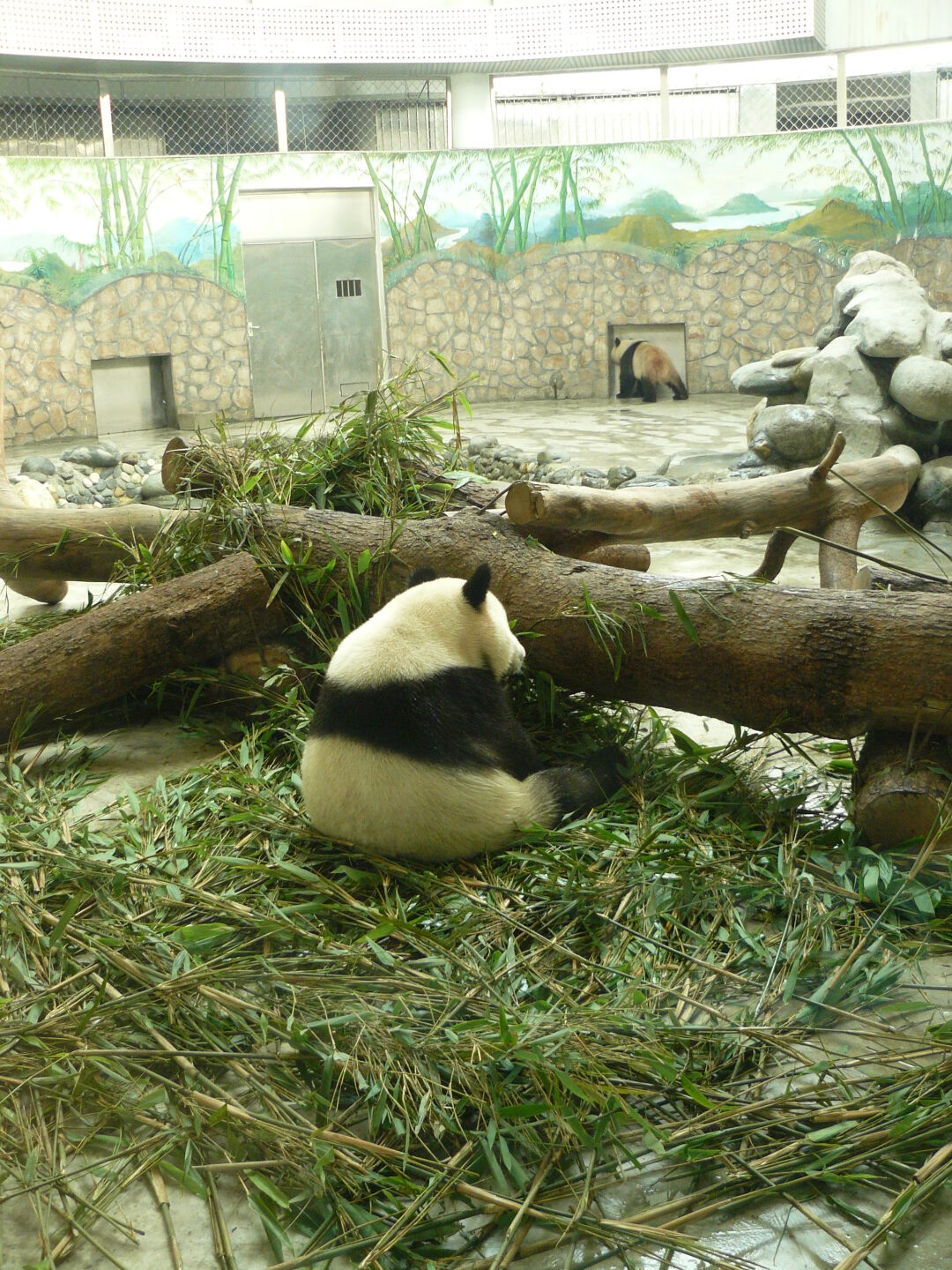 Eating bamboo.