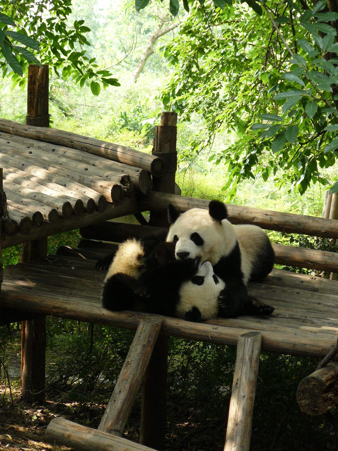 Mother cuddling her child - the small ones can live alone if they are about 1.5 to 2 years old. This one is probably about a year old.