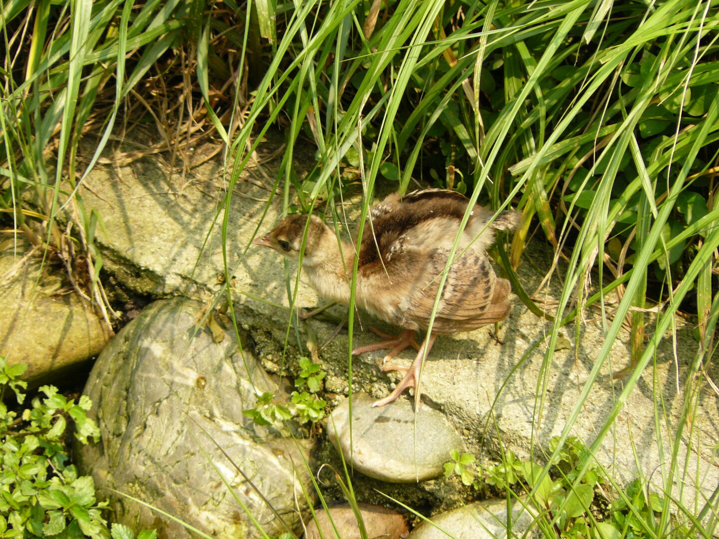 A peacock chick.