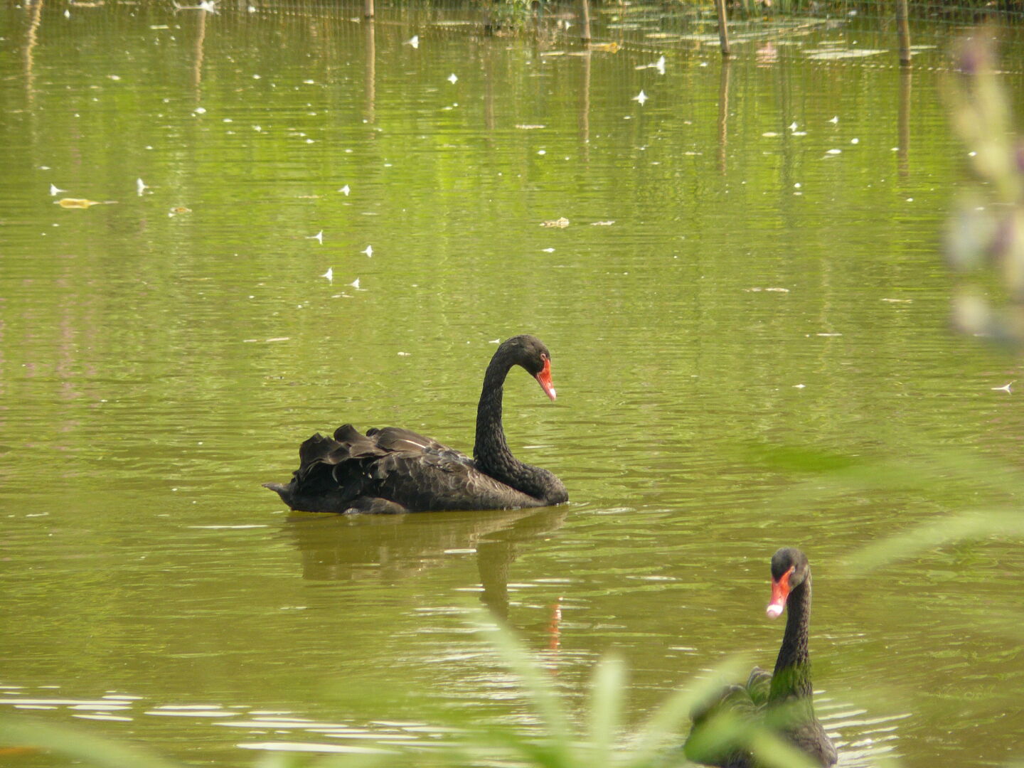 Black swan.