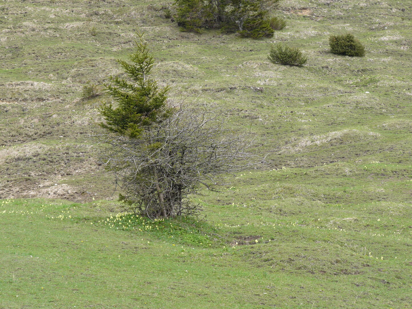 Wiese mit Himmelschlüsseln