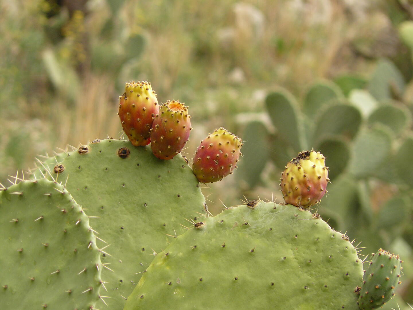Feigenkaktus mit Früchten.