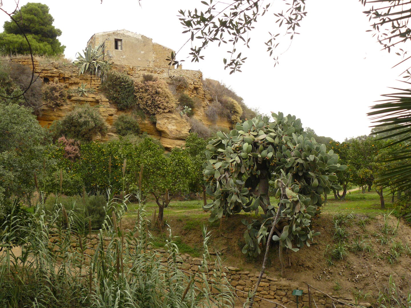 Feigenkaktus im Garten der Kolymbéthra.