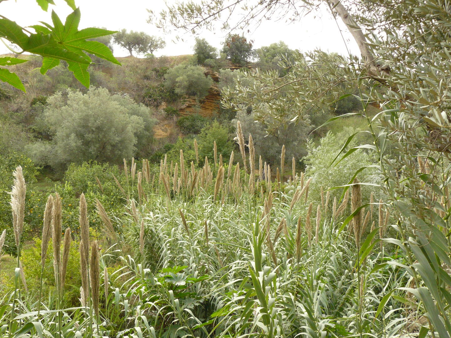 Im Garten der Kolymbéthra.