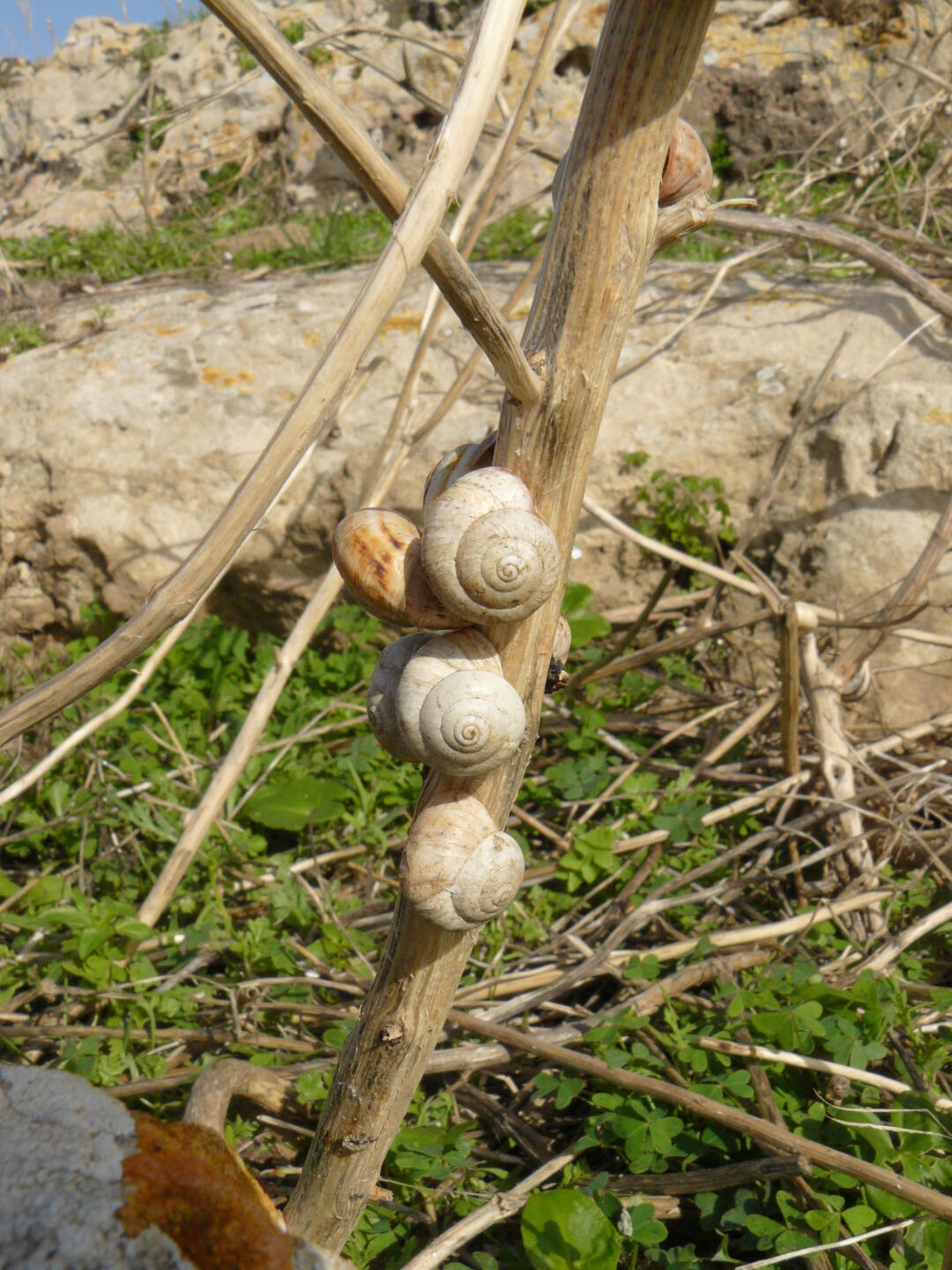 Auf Kalkstein gedeihen Schnecken gut.