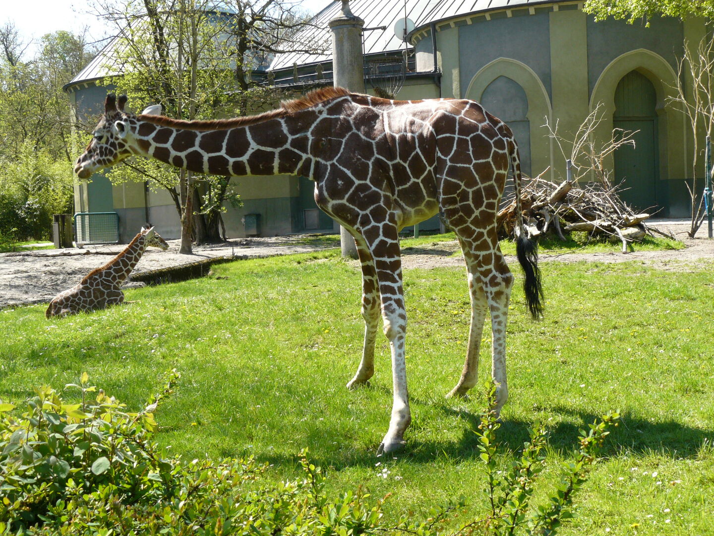 Damit sie aufs Bild paßt, hält sie freundlicherweise den Hals waagerecht...