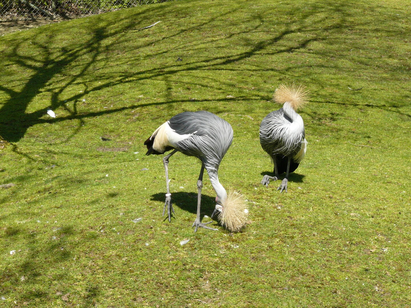 Familie Kranich ist abgelenkt