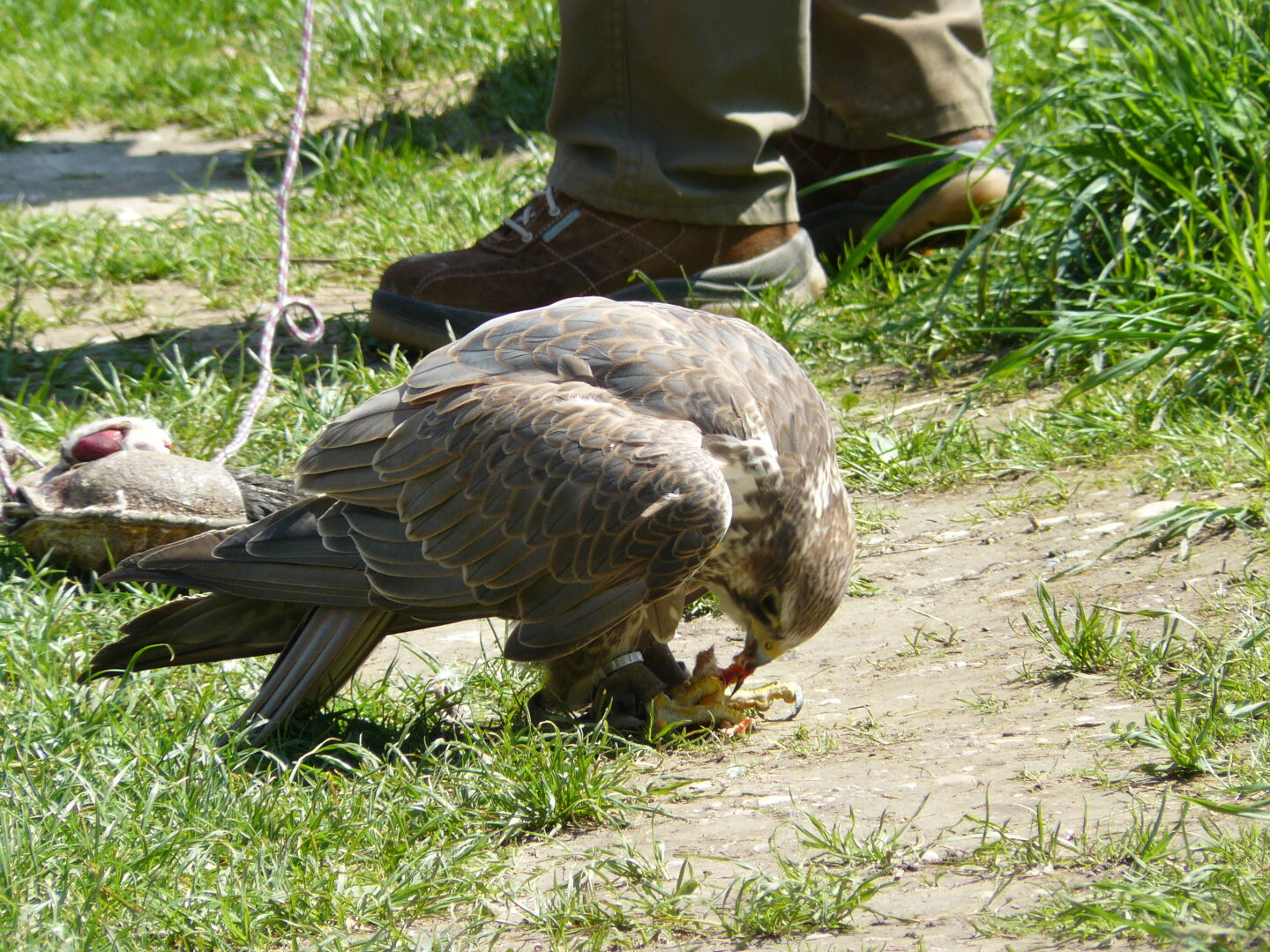 Ein Falkenweibchen frißt seine erjagte Beute