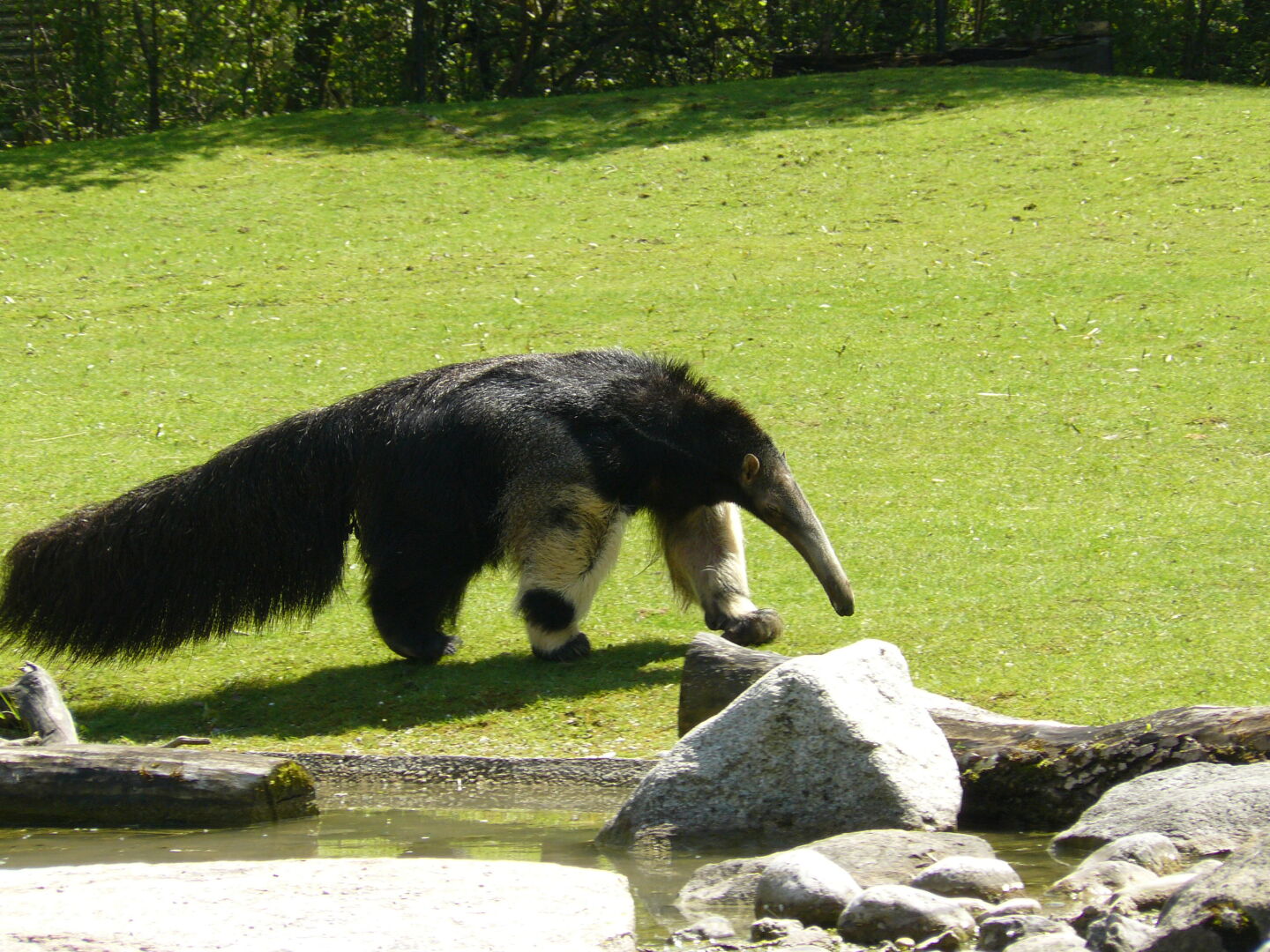 Der Ameisenbär ist heute mal nicht nur am hintersten Gehegerand unterwegs.