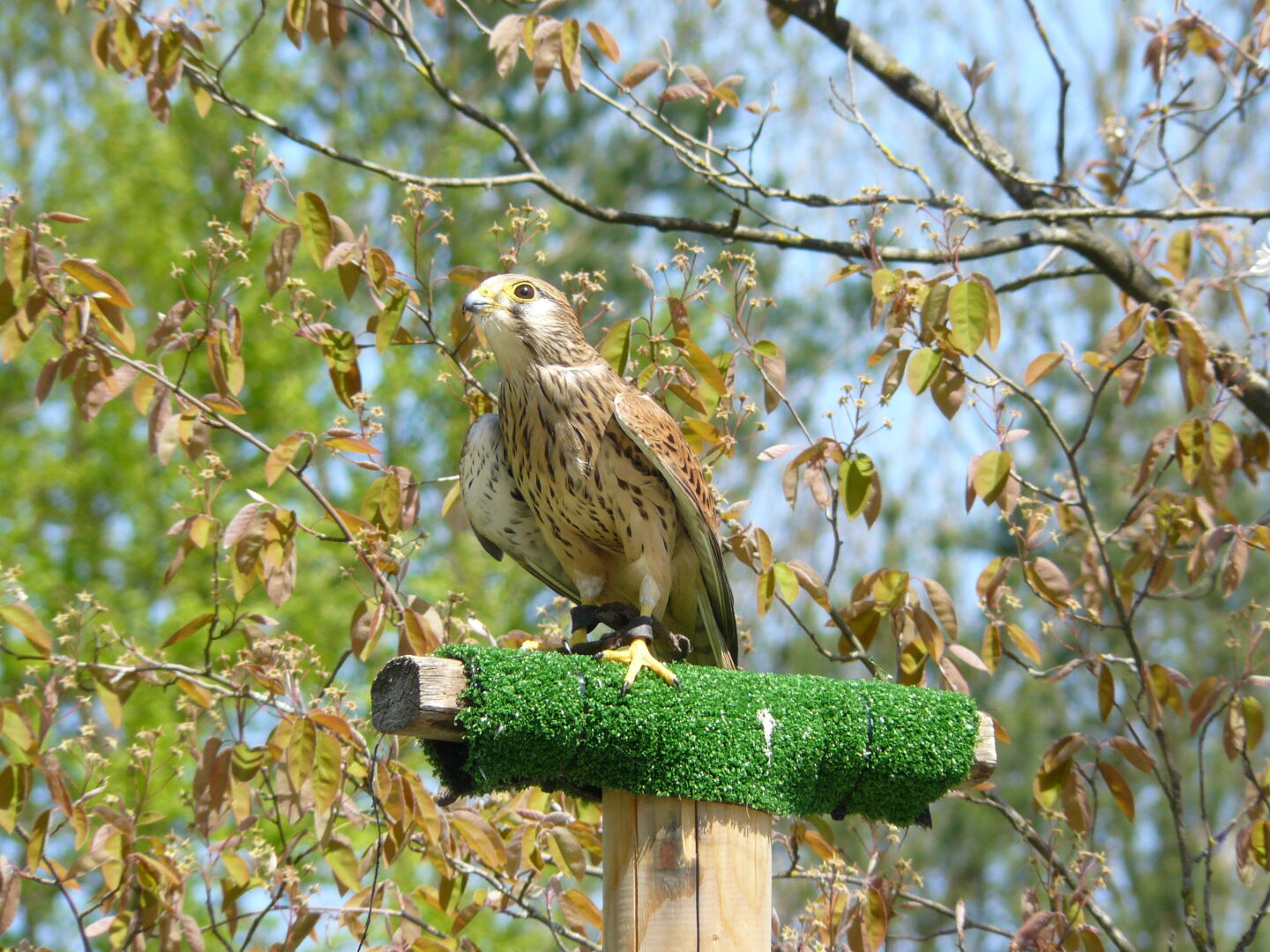 Ein Turmfalke wartet auf's Futter