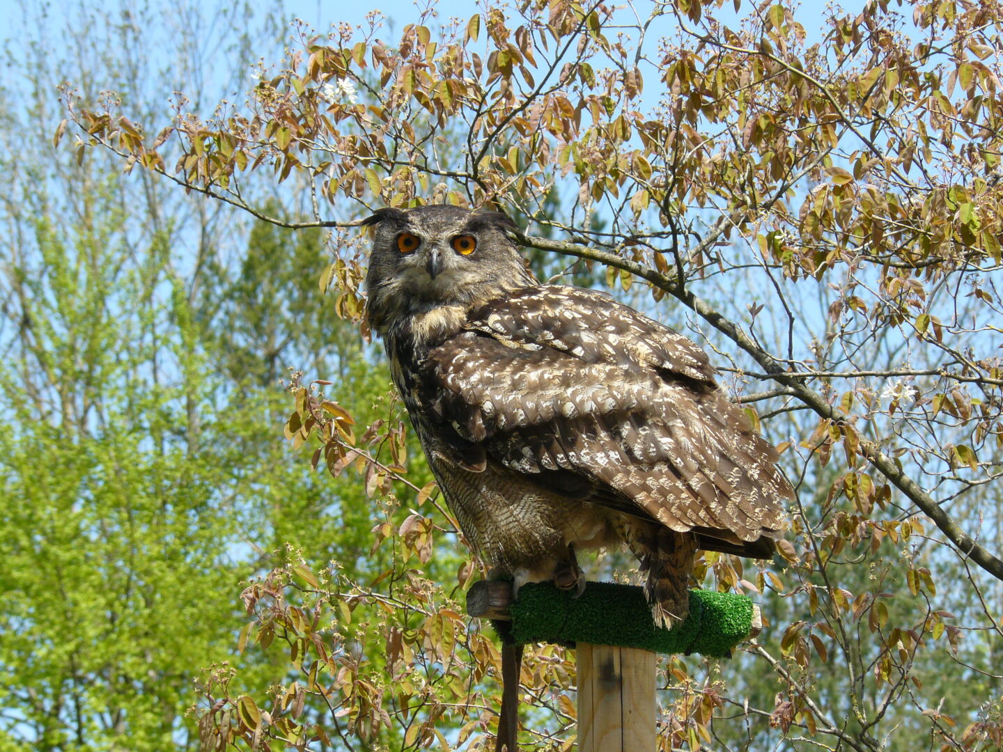 Frau Uhu beobachtet die Fotografen