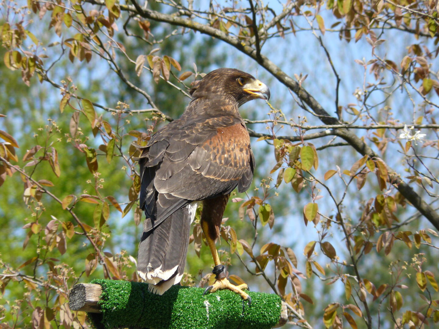 Eine Art Bussard auf seiner Warte