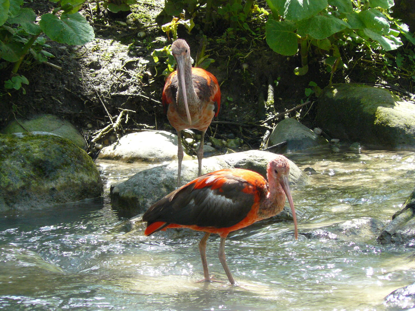 Watvögel in der großen Voliere