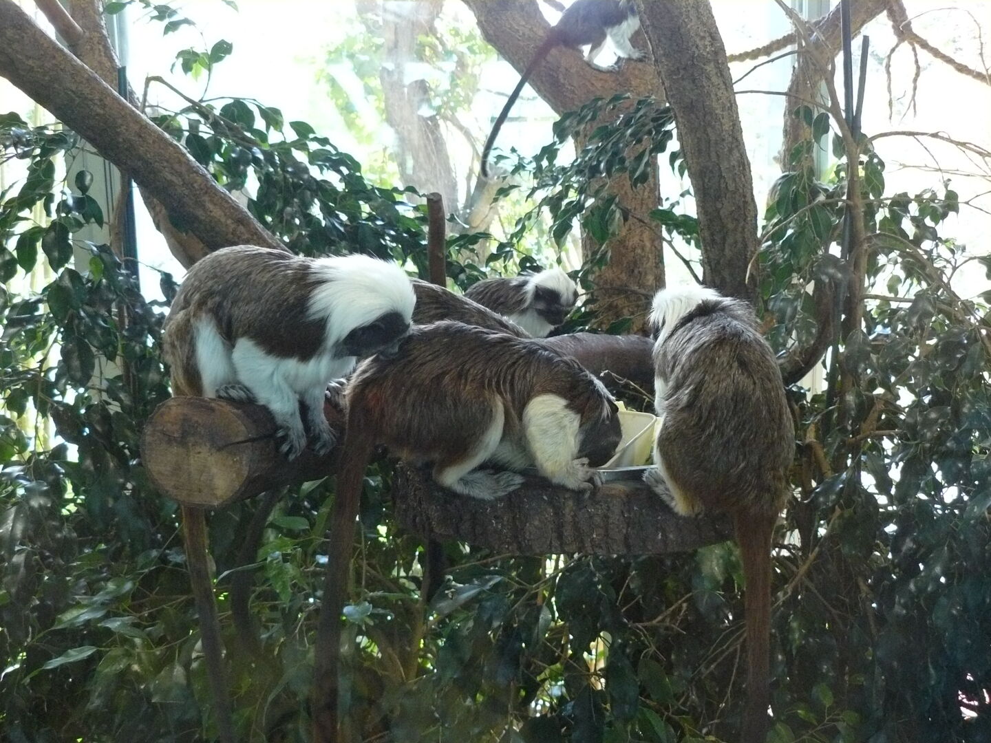 Affenfamilie beim Mittagessen