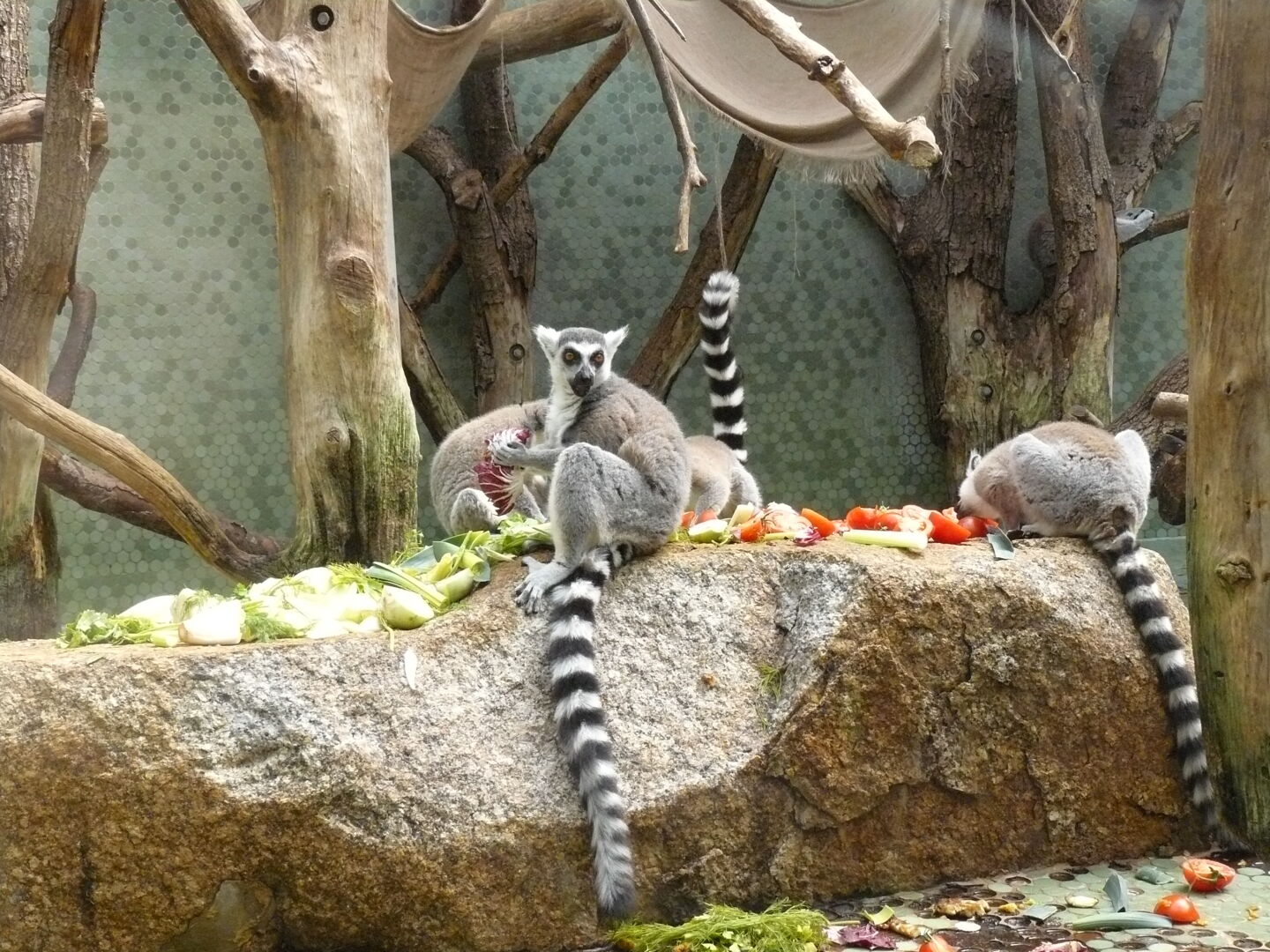 Lemuren beim Essen