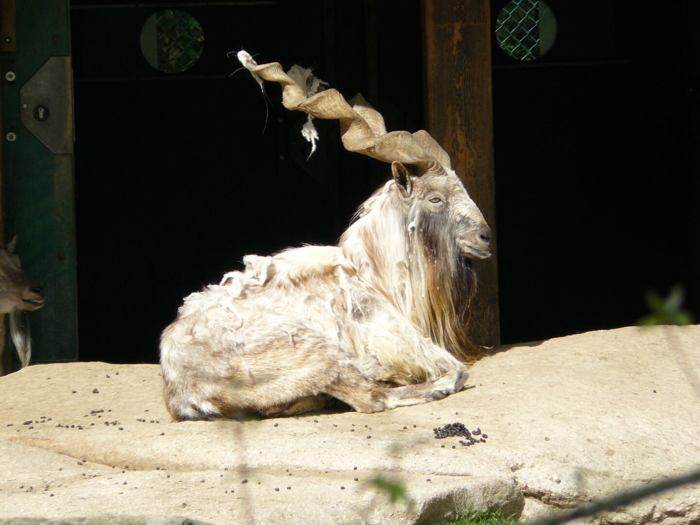 Ein Markhar-Männchen