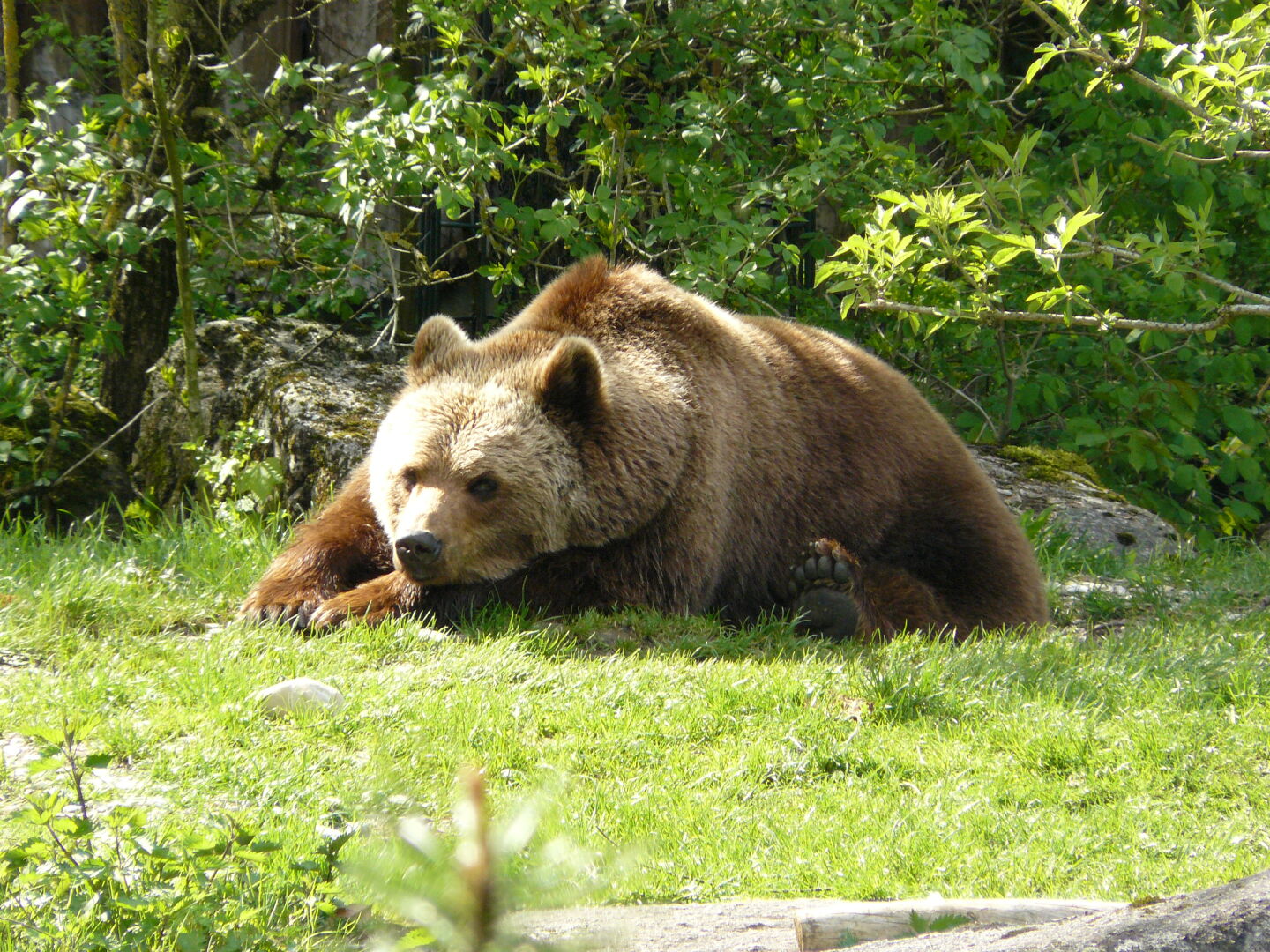 Braunbär beim Mittagsschlaf