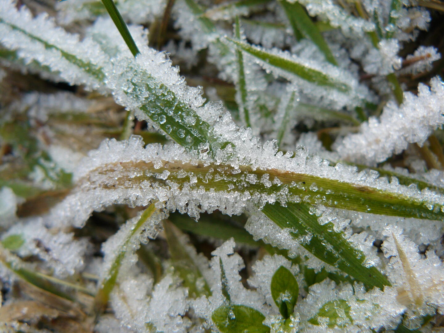 Eiskristalle im Gras...