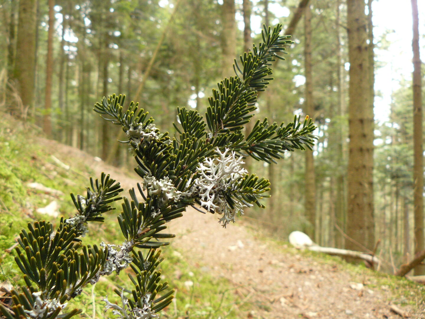 Tannen und Flechten.