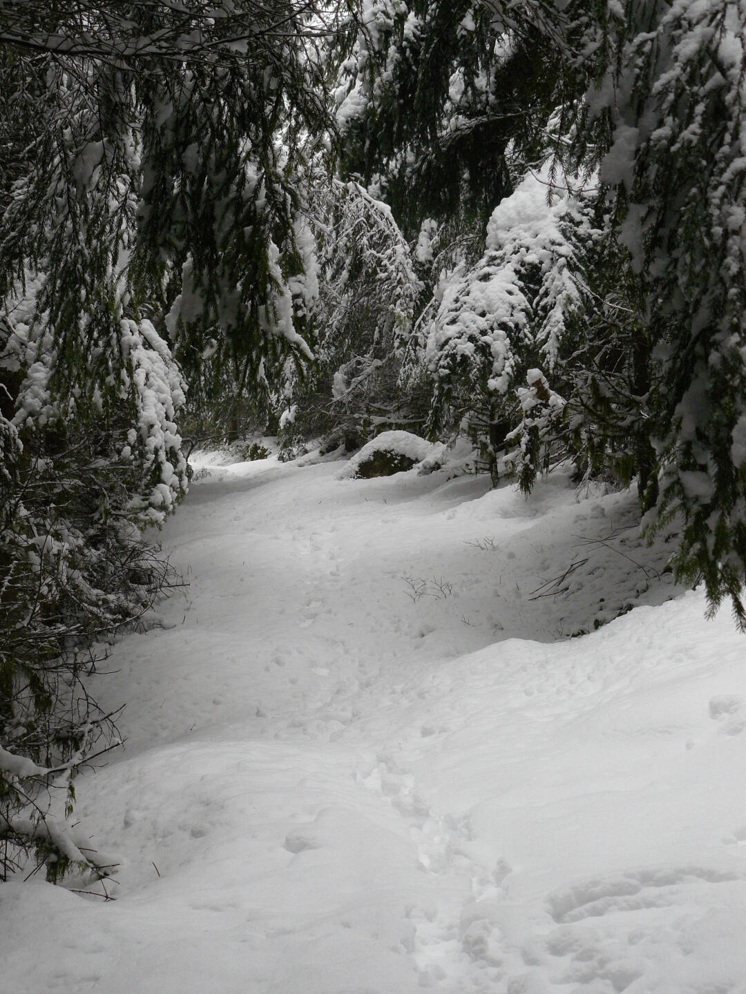 ... und drei Wochen später sieht es so aus.