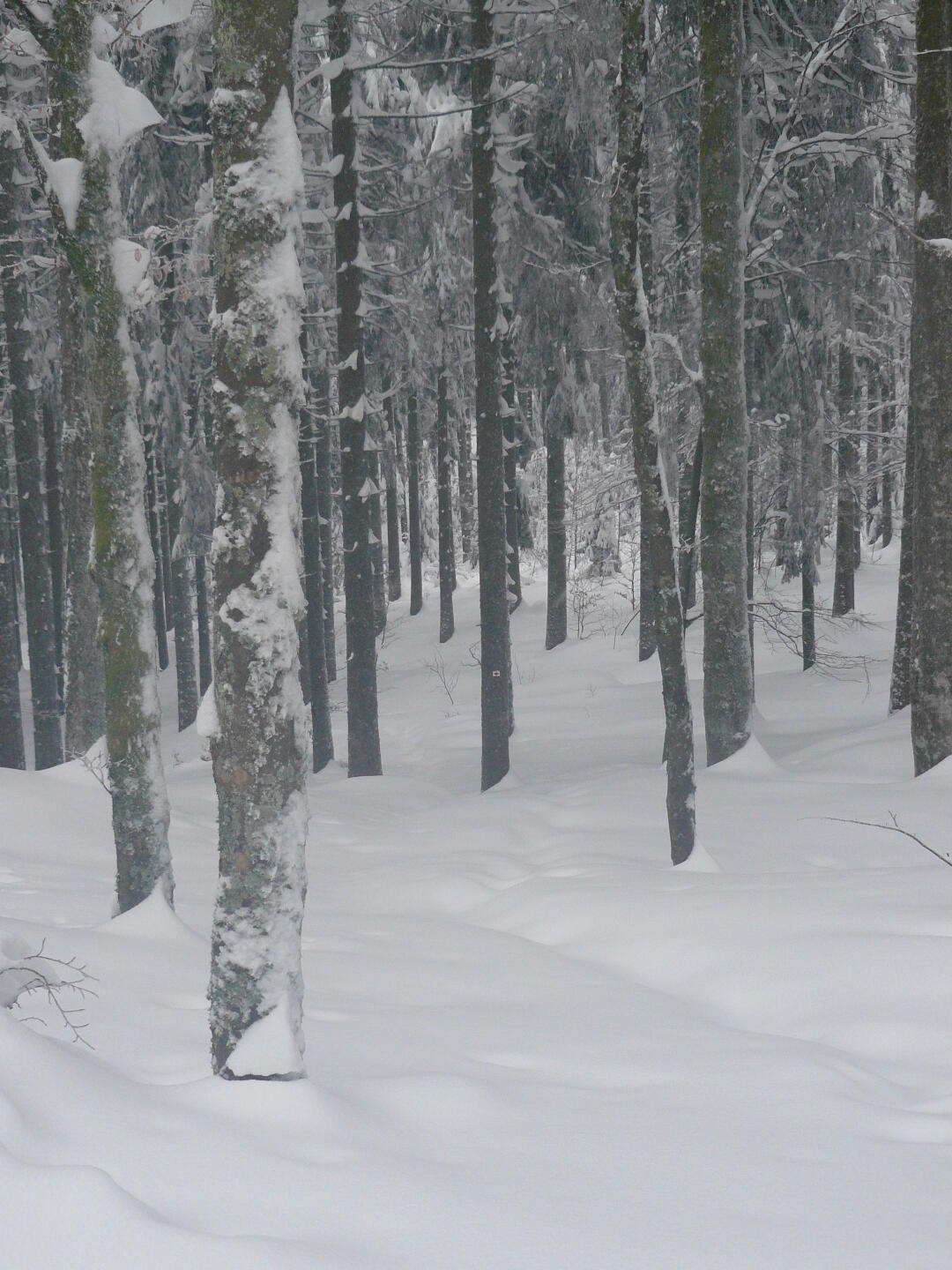 Man muß schon genau hingucken, um den Weg zu finden.