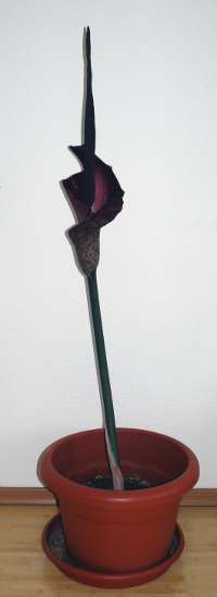 amorphophallus plant with flower