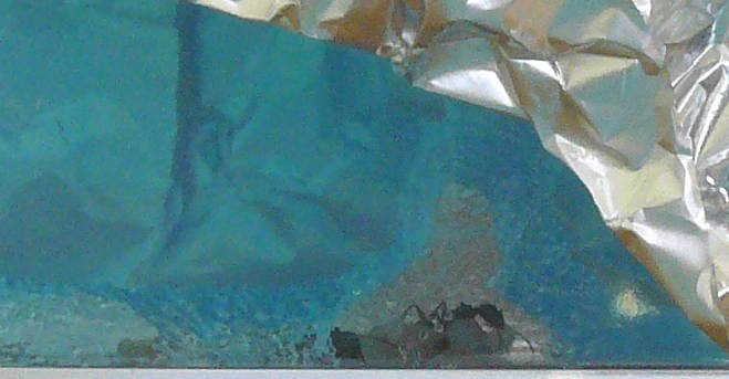 ant eggs inside a cave