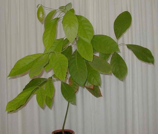 grown-up avocado plant