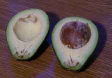 avocado halves
