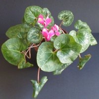 red cyclamen