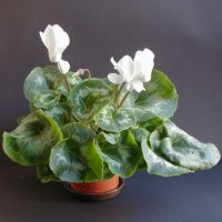 white cyclamen