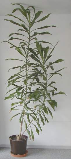 large dracaena