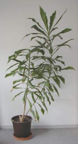 remaining part of dracaena