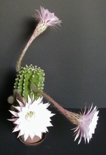 flower of echinopsis cactus