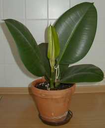 growing gumtree layer